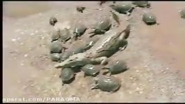 Battle at Kruger Crocodile vs Tortoises