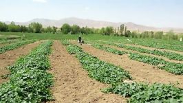 مزارع خیار روستای ملابداغ