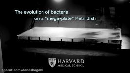 The Evolution of Bacteria on a “Mega Plate” Petri Dish Kishony Lab