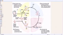 Chaperones and protein folding