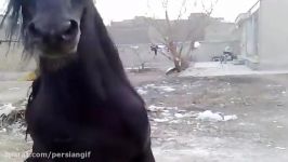 Noble Majestic Powerful Black Arabian Horse dec 29 2015