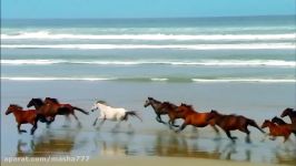 ANDRE RIEU  with DREAM HORSES moloud poursafa