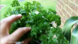 How To Grow Parsley In Pot  آموزش کاشت جعفری در گلدان