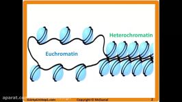 Epigenetics Prader Willi Sydrome Angelman Syndrome Methylation Imprinting H