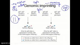 Genomic imprinting