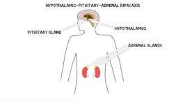 2 Minute Neuroscience HPA Axis