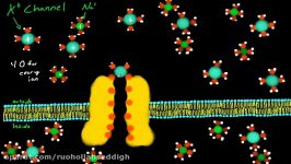 Potassium Channel