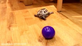 Tortoise thinks its a dog.