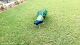 طاووس Peacock beautiful