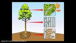 فیلم حرکت آب املاح درون آوندهای چوبی