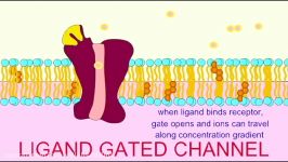 AP1 NEURON LIGAND GATED CHANNELS