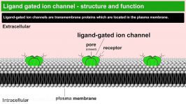 Ligand gated ion channels structure and function