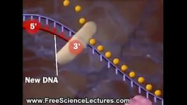 روند همانند سازی DNA