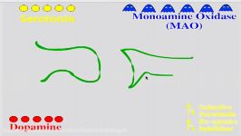 How SSRIs and MAO Inhibitors Work