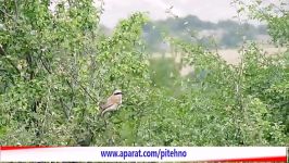 سنگ چشم پشت سرخ نر  male Red backed Shrike