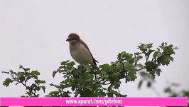 سنگ چشم پشت سرخ ماده  female Red backed Shrike