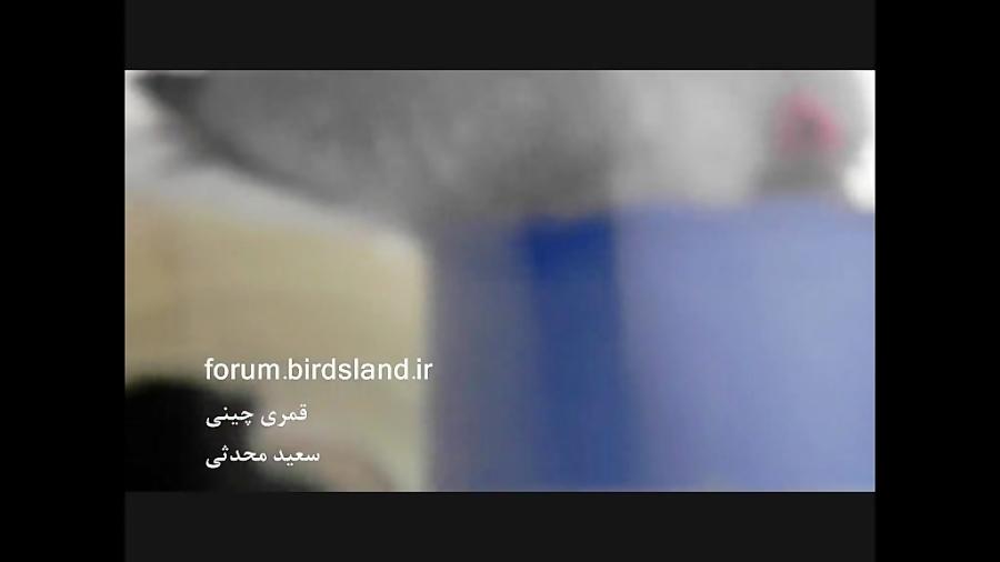 غذا دادن قمری چینی به جوجه  www.birdsland.ir