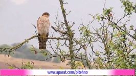 پیغو Levant Sparrow Hawk