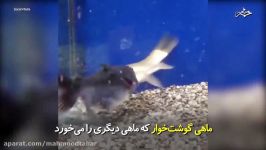 ماهی گوشت خوار ماهی دیگری را به راحتی می خورد