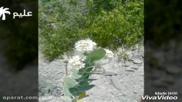 روستای کوشوک نسخه جدید