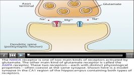 AMPA and NMDA Receptors