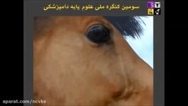 فضای داخلی حفره بینی حفره دهان در اسب