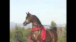 اسب عرب زیبا marhaabah مرحبا