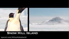 Emperor Penguins in Antarctica