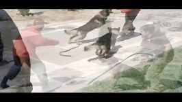 آموزش تربیت سگ گارد حمله دستگیری مجرم توسط دو سگ گارد