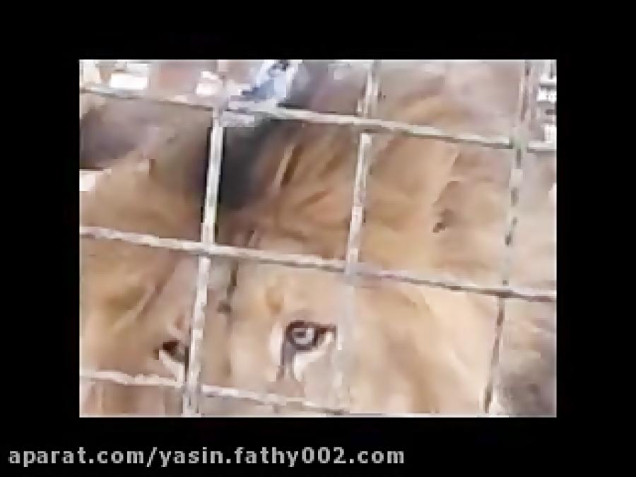 Burning lions in the zooسوختن شیر در باغ وحش مشهد 13900730