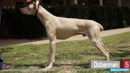 TOP 10 MOST MUSCULAR DOG BREEDS