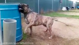 10 MOST DANGEROUS DOGS BREEDS IN THE WORLD