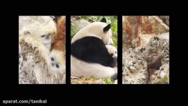 Born in China Official Earth Day Trailer 2017  Disneynature Docum