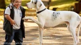 Top 10 Biggest Guard Dogs in the World  Pit Bull