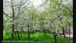 شکوفه های زیبای باغات روستای گردشگری رویین اسفراین