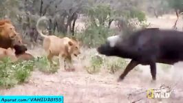 جنگ نبرد دیدنی شکار بوفالو توسط شیرها