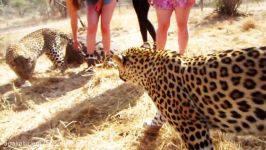 Playing With Leopard Cubs