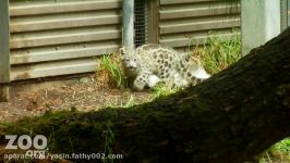 Snow Leopard KITTENS