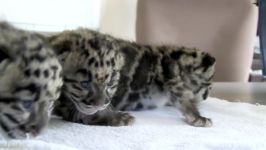 Newborn Clouded Leopard Cubs  1 month old.