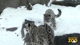 Everest Snow Leopard Cub Playing in the Snow