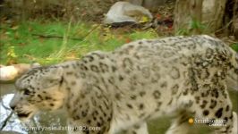 Snow Leopard and Dog at Play