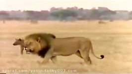 Lions v Hyenas