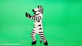 Dancing Zebra Footage Last Week Tonight with John Oliver HBO