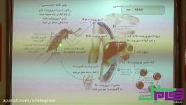 چرخه بیماری مالاریا