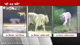 MUST WATCH DELHI ZOO TIGER ATTACK