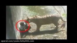 Tiger Saving The Man It Killed In Delhi Zoo A New Debate