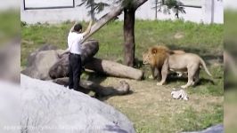 Unstable Man Jumps into Zoo’s Lion Exhibit