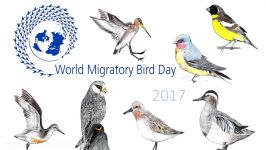 Flagship Species  World Migratory Bird Day 2017