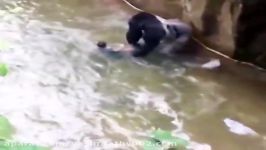 FULL VIDEO Boy falls into Gorilla World exhibit at Cincinnati Zoo RIP Harambe