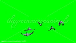 pigeons fly  3 different views  green screen